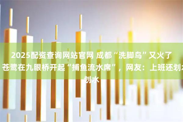 2025配资查询网站官网 成都“洗脚鸟”又火了！苍鹭在九眼桥开起“捕鱼流水席”，网友：上班还划水