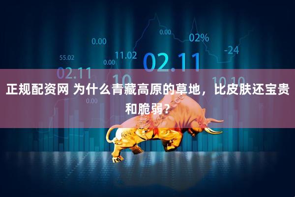 正规配资网 为什么青藏高原的草地，比皮肤还宝贵和脆弱？